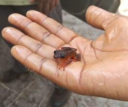 Morerella cyanophthalma